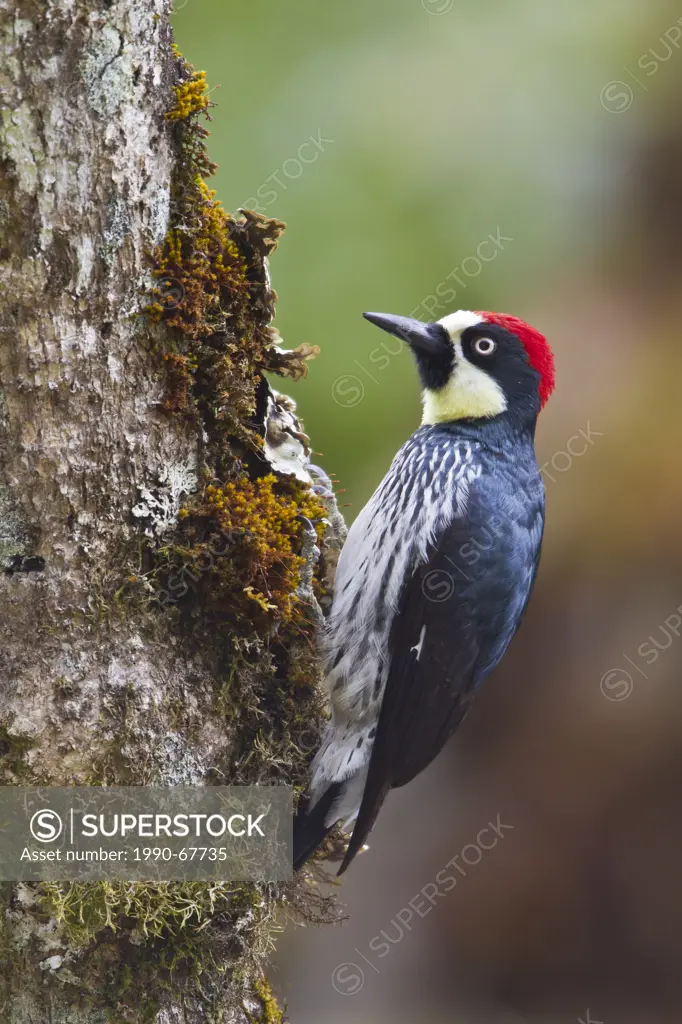 Acorn Woodpecker Melanerpes formicivorus perched on a branch in Costa Rica.