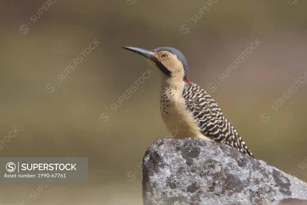 Andean Flicker Colaptes rupicola perched on a rock in Peru.