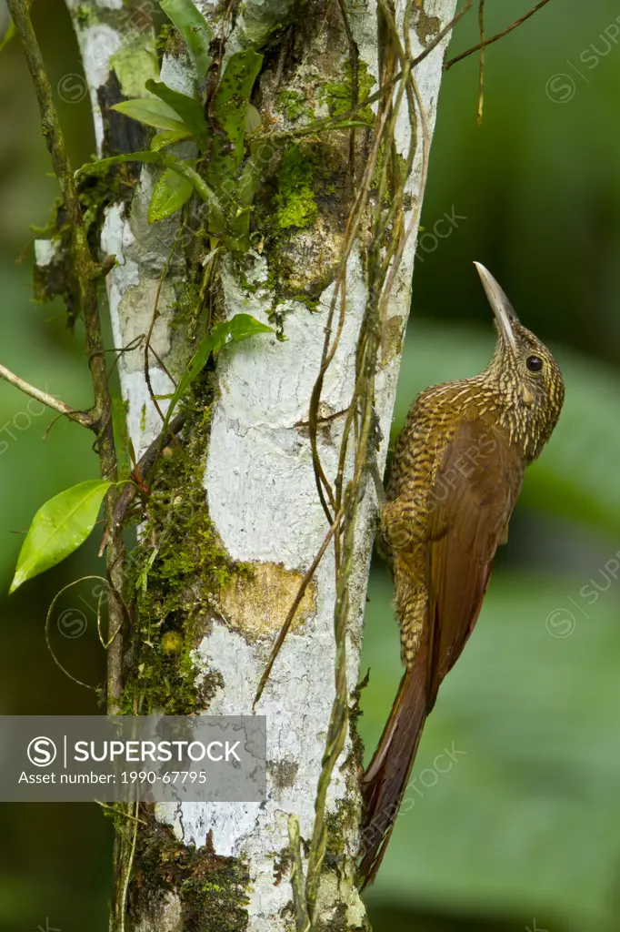 Black_banded Woodcreeper Dendrocolaptes picumnus perched on a branch in Peru.