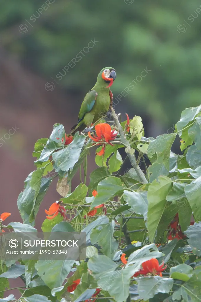 Chestnut_fronted Macaw Ara severa perched on a branch in Peru.