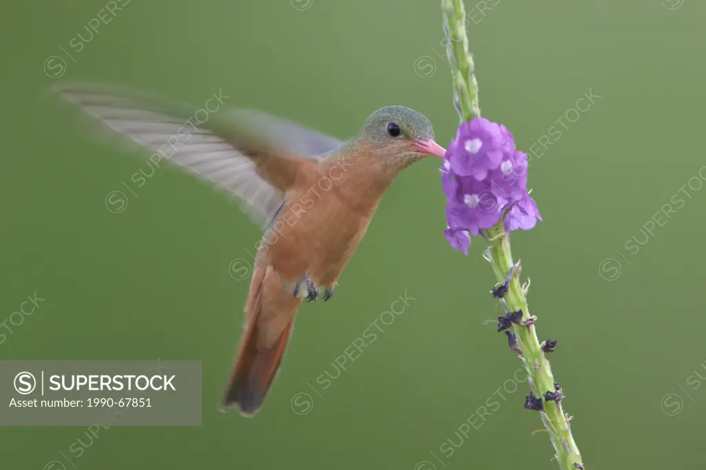 Cinnamon Hummingbird Amazilia rutila flying and feeding on a flower in Costa Rica.