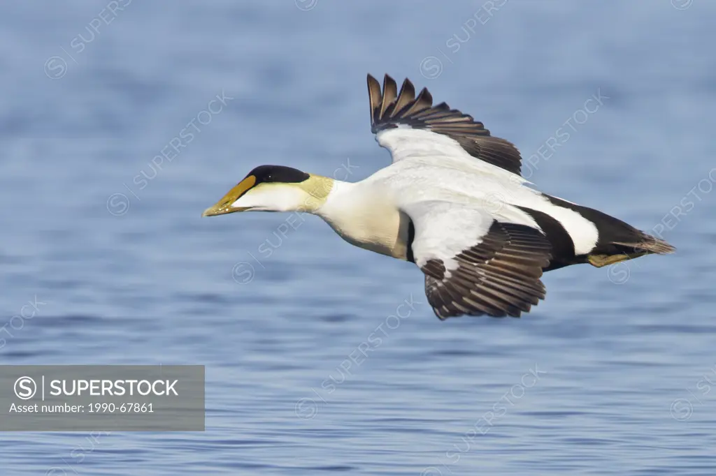 Common Eider Somateria mollissima flying over the Hudson´s Bay in Manitoba, Canada.