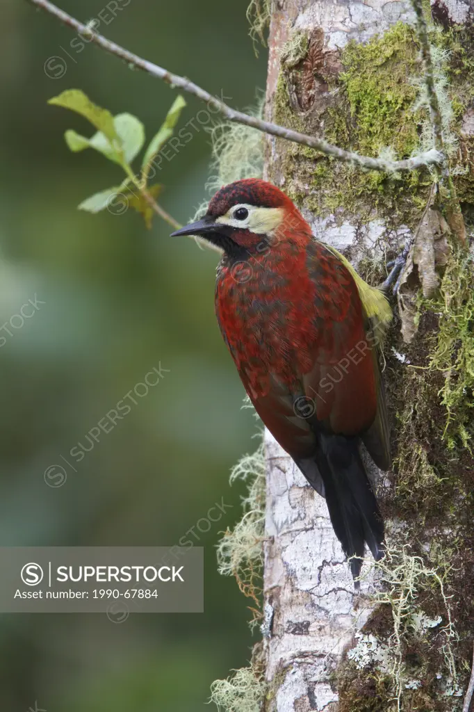 Crimson_mantled Woodpecker Piculus rivolii perched on a branch in Ecuador.
