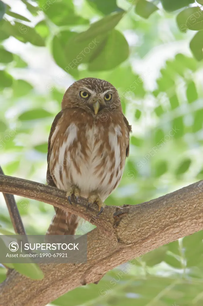 Ferruginous Pygmy Owl Glaucidium brasilianum perched on a branch in Costa Rica.