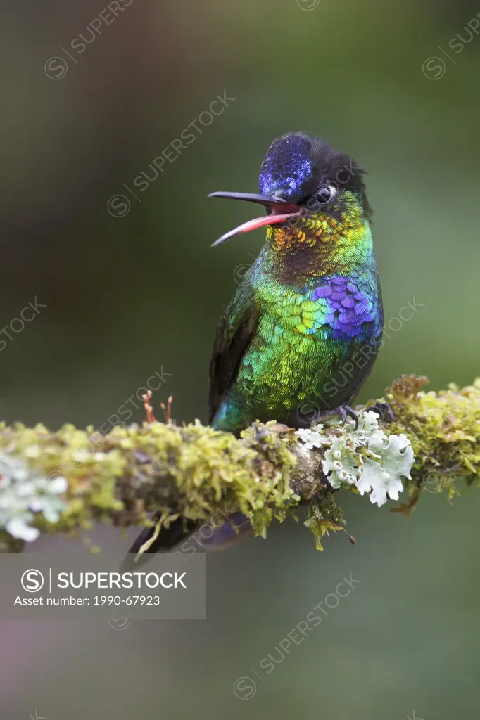 Fiery_throated Hummingbird Panterpe insignis perched on a branch in Costa Rica.