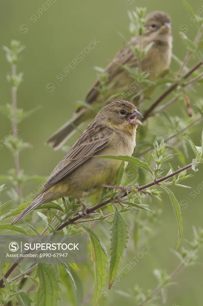 Grassland Yellow_Finch Sicalis luteola perched on a branch in Peru.