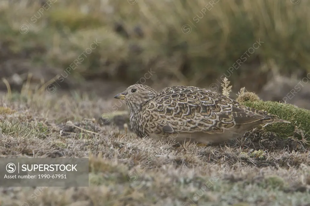 Gray_breasted Seedsnipe Thinocorus orbignyianus perched on the ground in the highlands of Peru.