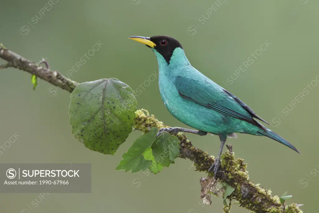 Green Honeycreeper Chlorophanes spiza perched on a branch in Costa Rica.