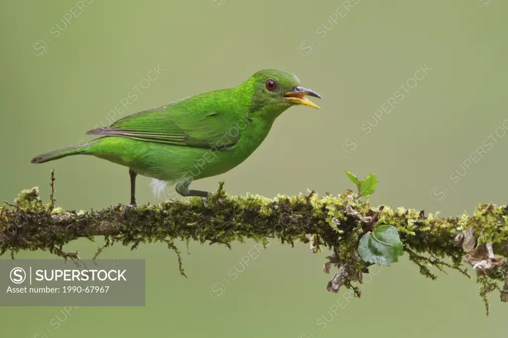 Green Honeycreeper Chlorophanes spiza perched on a branch in Costa Rica.