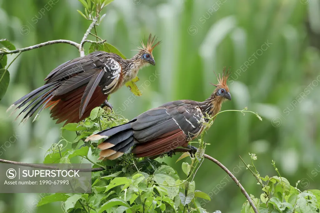 Hoatzin Opisthocomus hoazin perched on a branch in Peru.