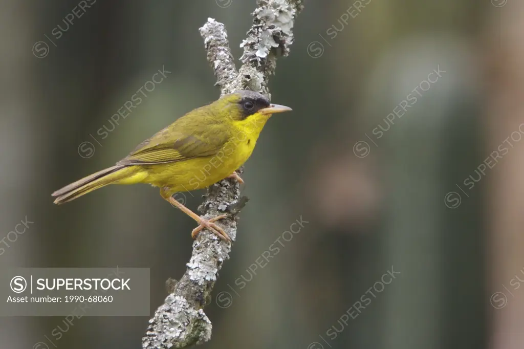 Masked Yellowthroat Geothlypis aequinoctialis perched on a branch in Peru.
