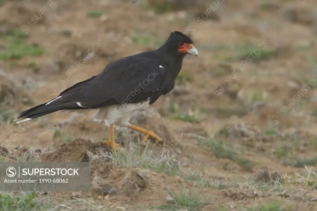Mountain Caracara Phalcoboenus megalopterus perched on the ground in the highlands of Peru.