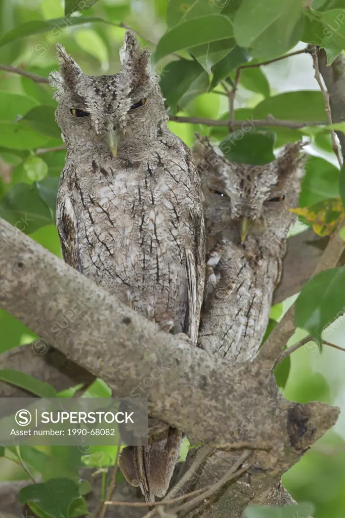 Pacific Screech Owl Megascops cooperi perched on a branch in Costa Rica.