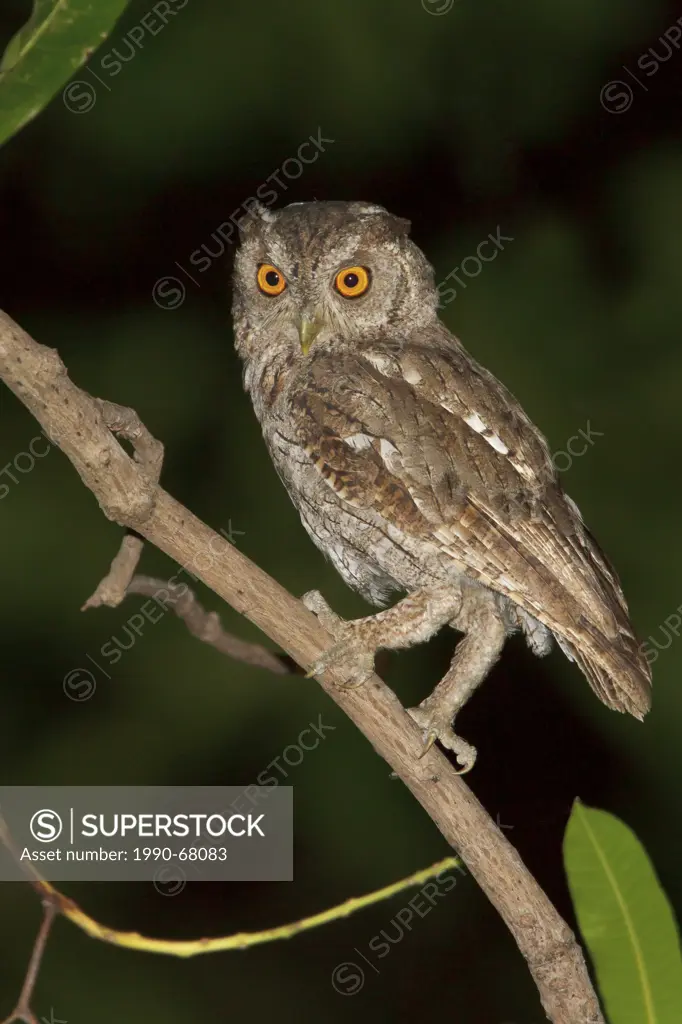 Pacific Screech Owl Megascops cooperi perched on a branch in Costa Rica.