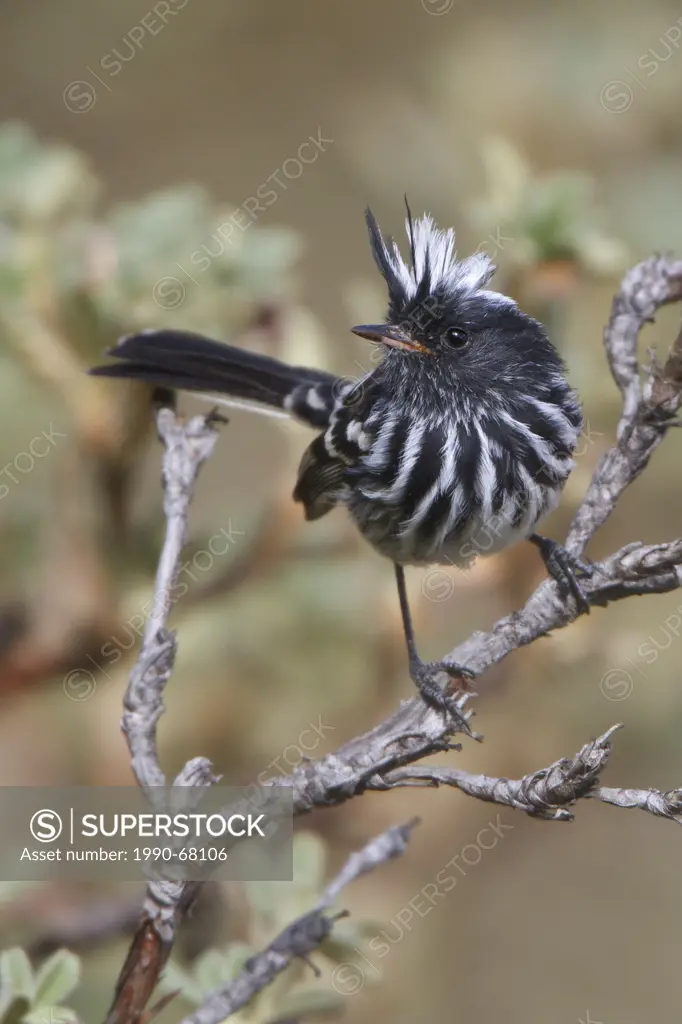 Pied_crested Tit_Tyrant Anairetes reguloides perched on a branch in Peru.