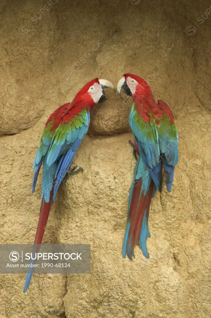 Red_and_green Macaw Ara chloroptera perched and feeding on clay in Amazonian Peru.