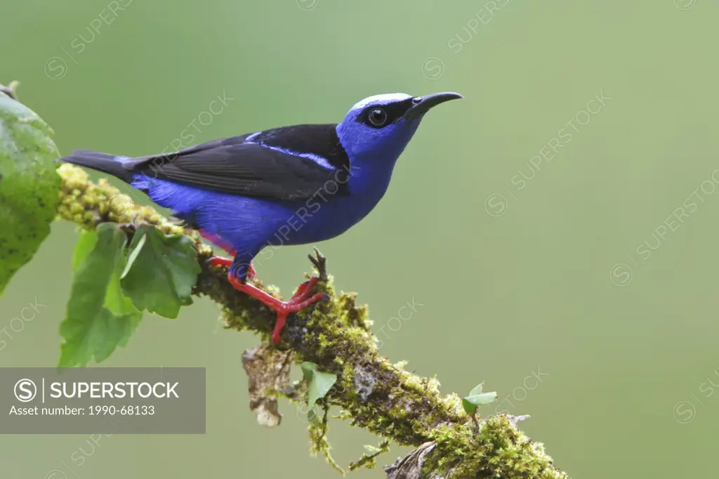 Red_legged Honeycreeper Cyanerpes cyaneus perched on a branch in Costa Rica.
