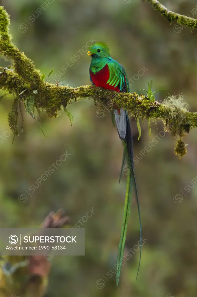 Resplendent Quetzal Pharomachrus mocinno perched on a branch in Costa Rica.