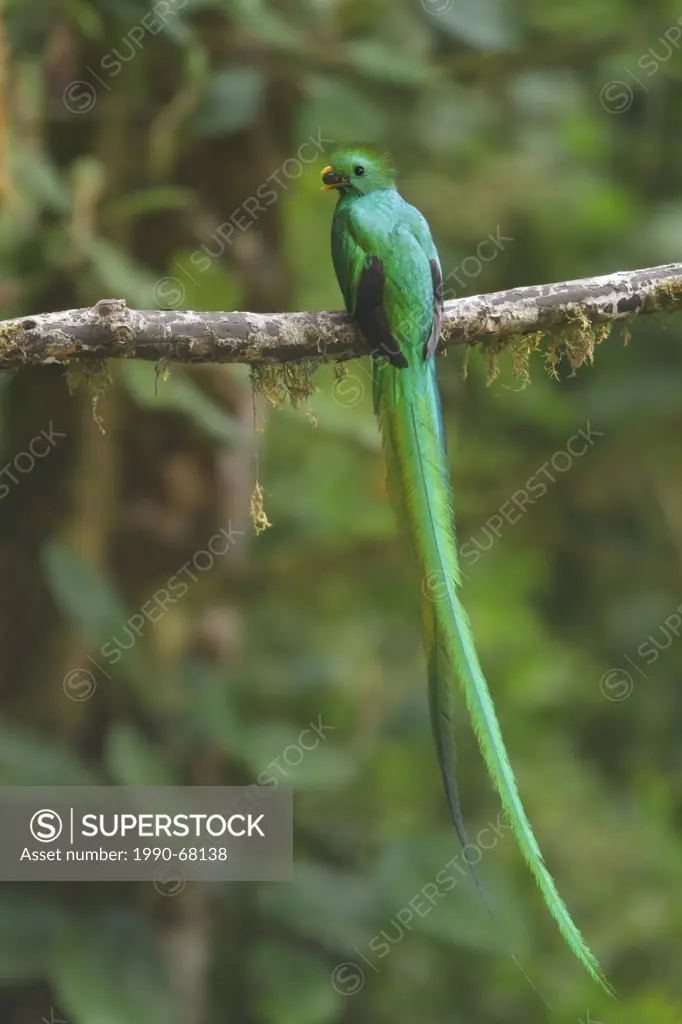 Resplendent Quetzal Pharomachrus mocinno perched on a branch in Costa Rica.