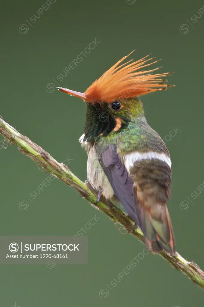 Rufous_crested Coquette Lophornis delattrei perched on a branch in Peru.