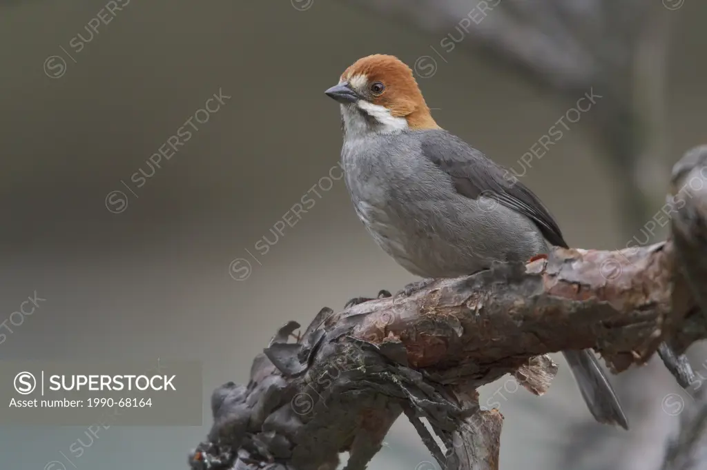 Rufous_eared Brush Finch Atlapetes rufigenis perched on a branch in Peru.