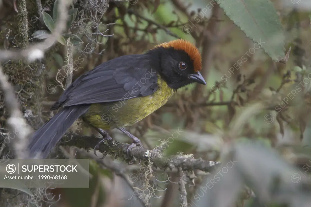 Rufous_naped Brush_Finch Atlapetes latinuchus perched on a branch in Peru.