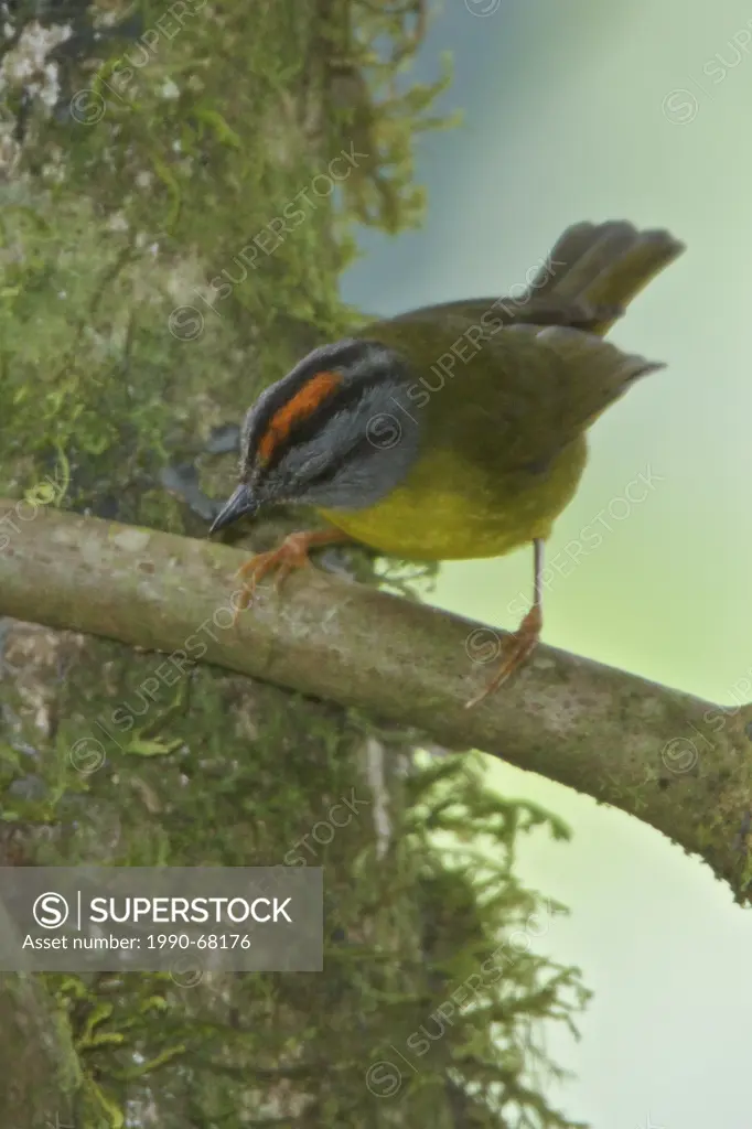 Russet_crowned Warbler Basileuterus coronatus perched on a branch in Peru.