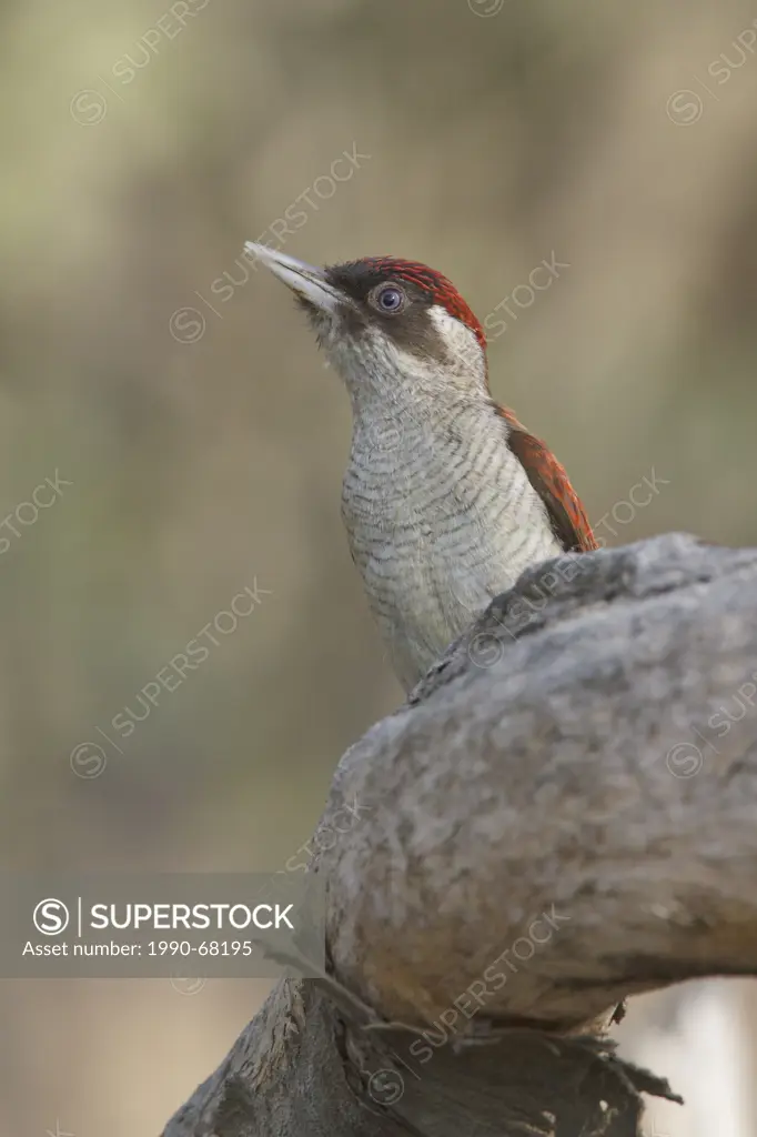 Scarlet_backed Woodpecker Veniliornis callonotus perched on a branch in Peru.