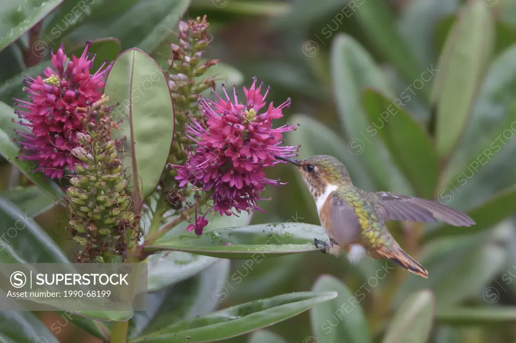 Scintillant Hummingbird Selasphorus scintilla feeding at a flower in Costa Rica.