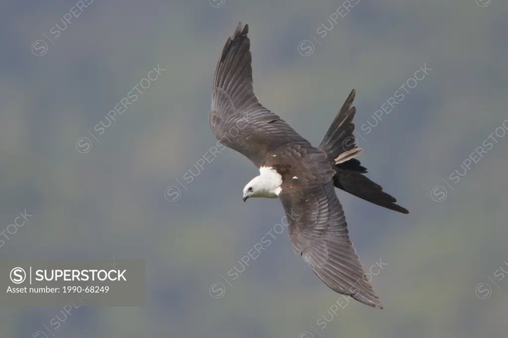 Swallow_tailed Kite Elanoides forficatus flying in Peru.