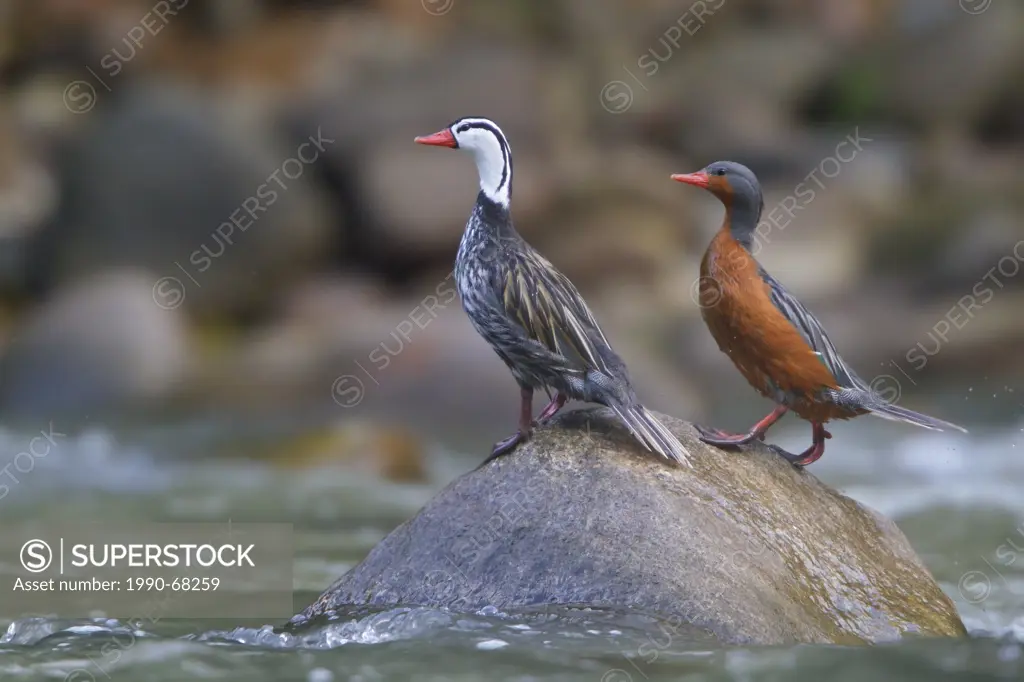 Torrent Duck Merganetta armata perched on a rock in a river in Peru.