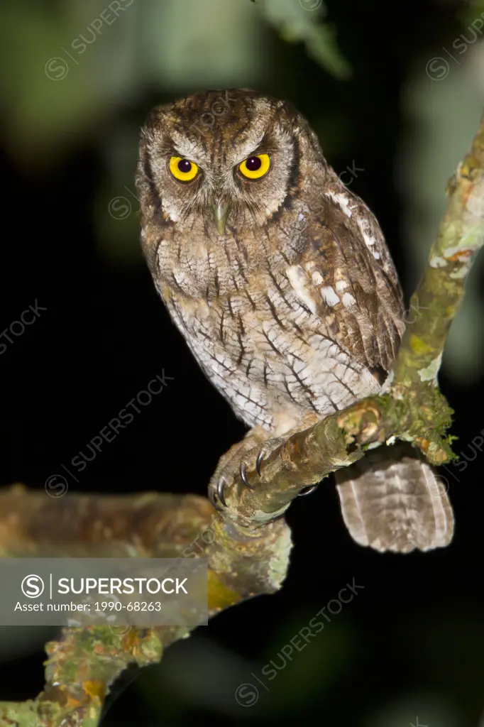 Tropical Screech_Owl Otus choliba perched on a branch in Ecuador.