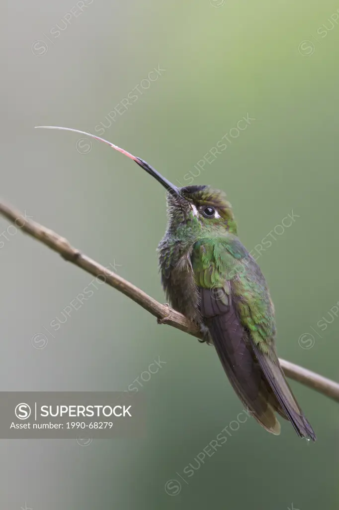 Violet_fronted Brilliant Heliodoxa leadbeateri perched on a branch in Peru.