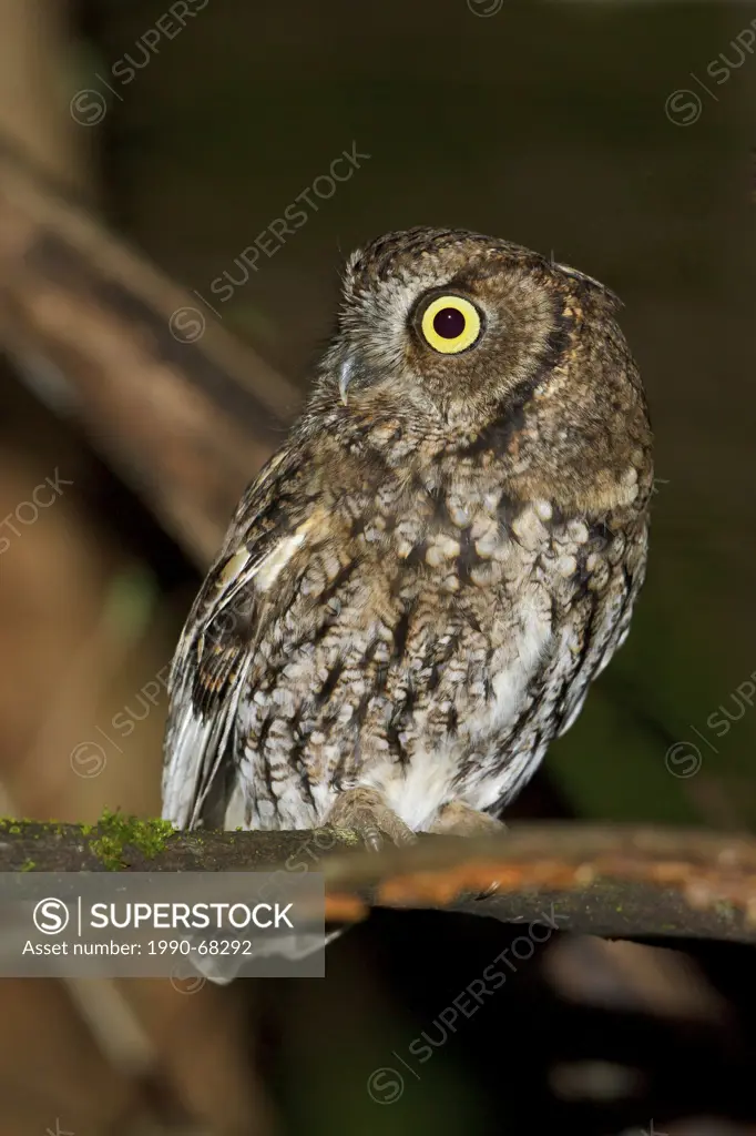 Western Screech Owl, Megascops kennicottii