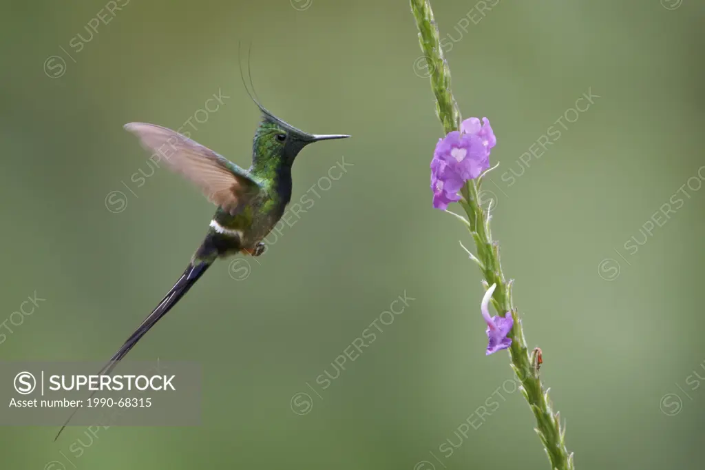 Wire_crested Thorntail Popelairia popelairii flying while feeding at a flower in Peru.