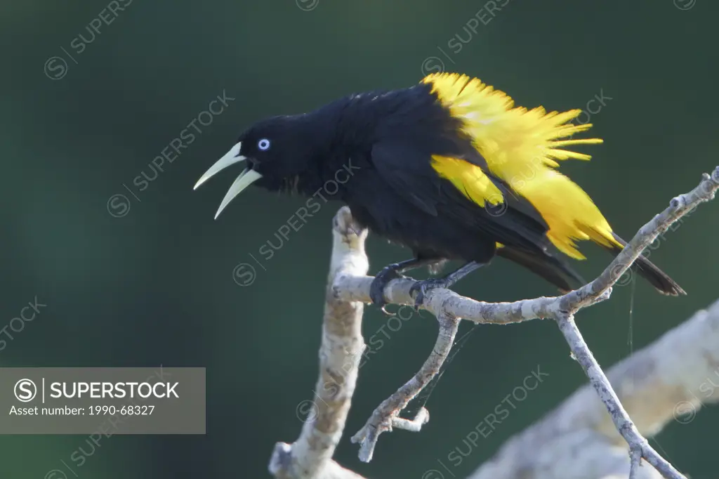 Yellow_rumped Cacique Cacicus cela perched on a branch in Peru.