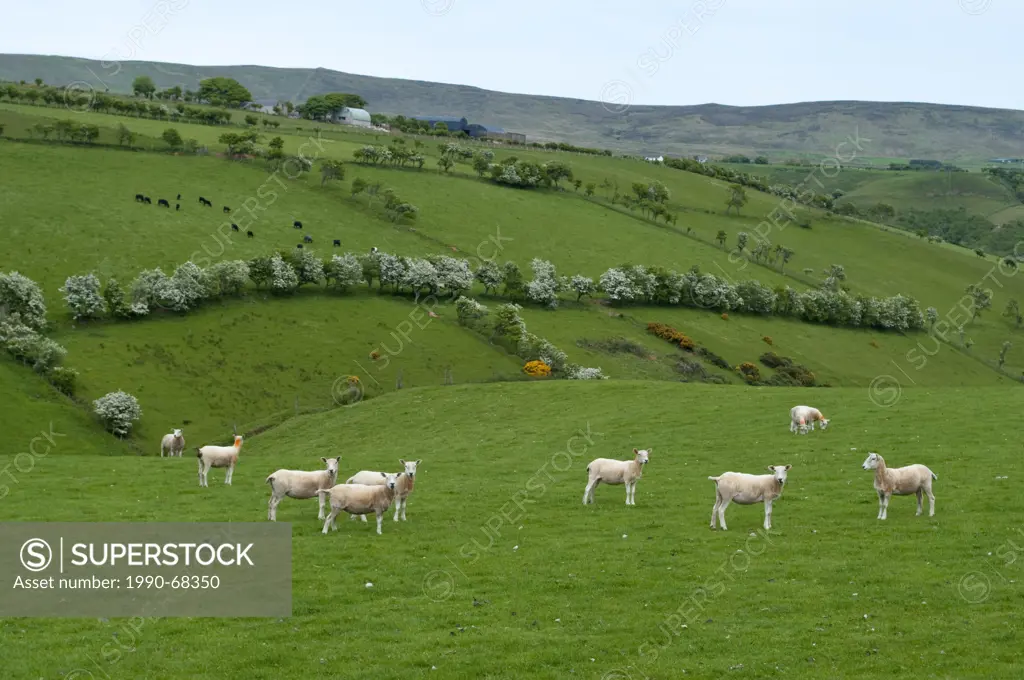 Sheep meadows, County Antrim, Northern Ireland