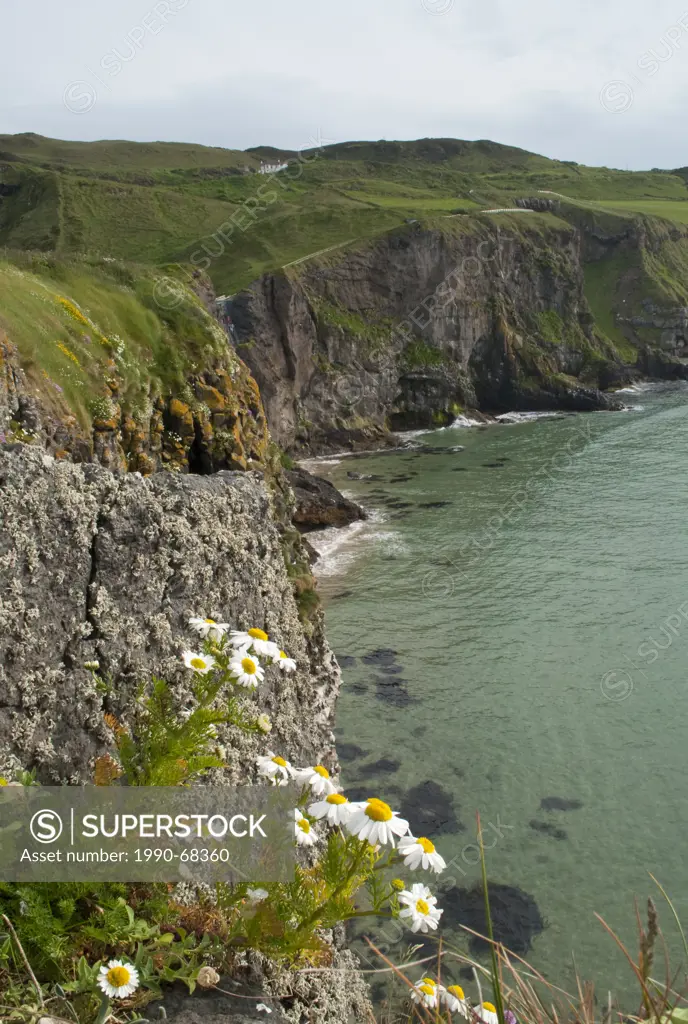 Carrickarede Isle, County Antrim, Northern Ireland