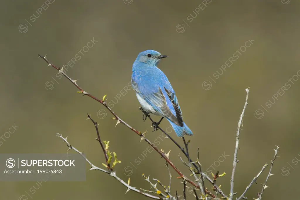 Mountain Bluebird Sialia currucoides, Canada