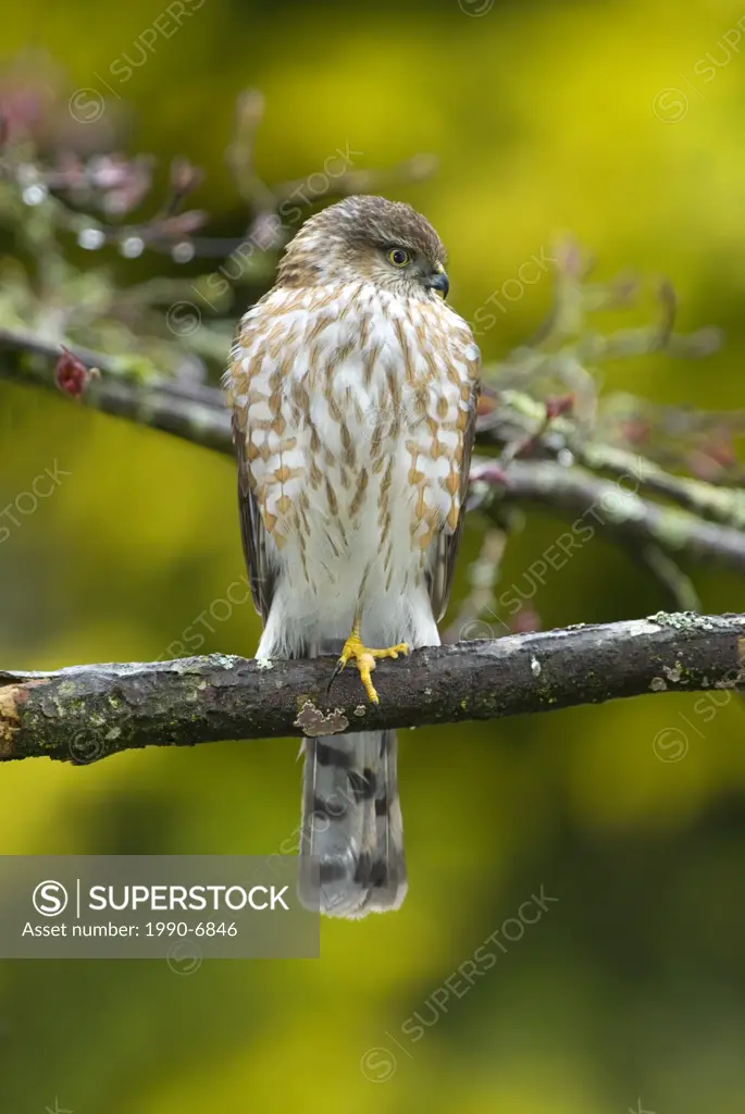 Sharp-shinned Hawk Accipiter striatus, Canada