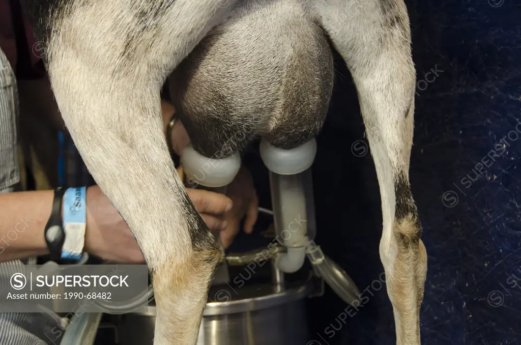 Goat milking at fall fair Saanichton, British Columbia, Canada