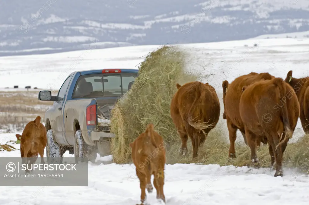 Red Angus Bos taurus Females following bale of hay as it unwinds from lifter in back of pickup truck, Ranch, southwest Alberta, Canada