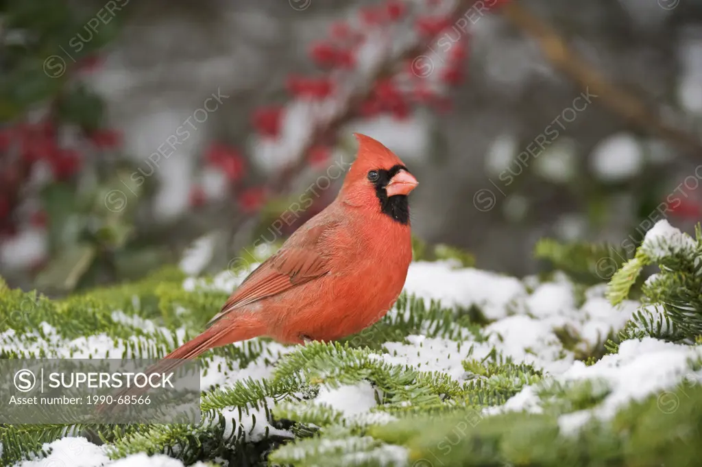 Male Northern Cardinal Cardinalis cardinalis in winter. Nova Scotia, Canada.