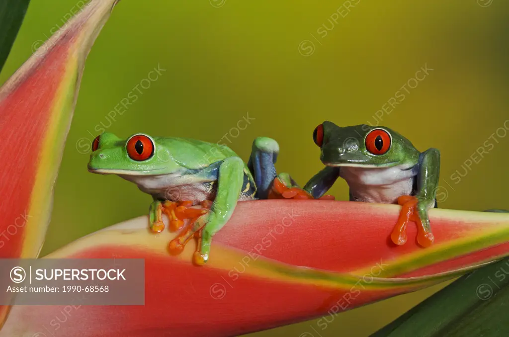 Red_eyed Tree Frog Agalychnis callidryas making direct eye contact while holding onto colorful tropical flower. Central America.