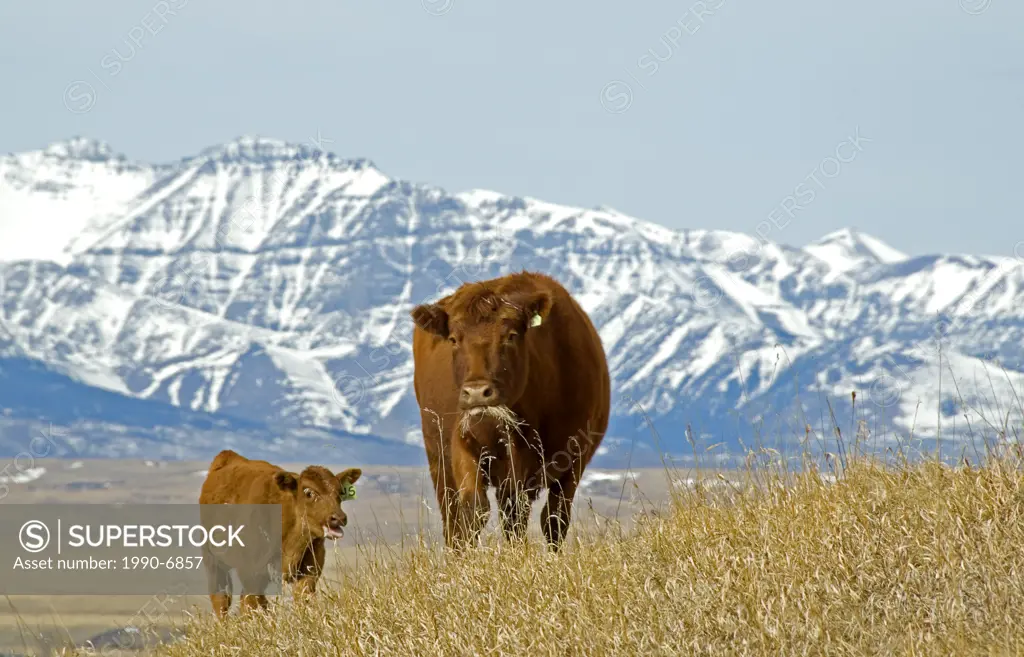 Red Angus Bos taurus female and calf grazing in pasture  Mountains in the background are near Waterton Lakes National Park, southwest Alberta, Canada