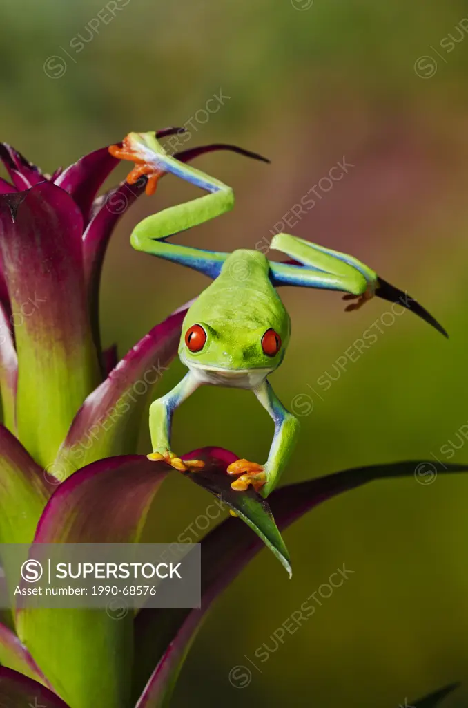 Red_eyed Tree Frog Agalychnis callidryas making direct eye contact while holding onto colorful tropical flower. Native to Central America.