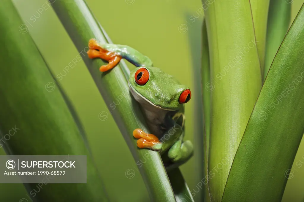 Red_eyed Tree Frog Agalychnis callidryas making direct eye contact while holding onto colorful tropical flower. Native to Central America.