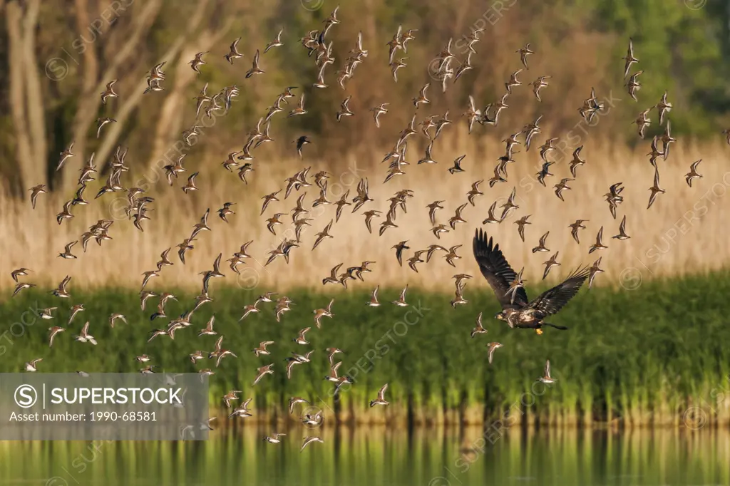 Bald Eagle Haliaeetus leucocephalus immature disturbs flock of migrating dunlins Calidris alpina in a freshwater Lake Erie marsh, spring, Ottawa NWF, ...