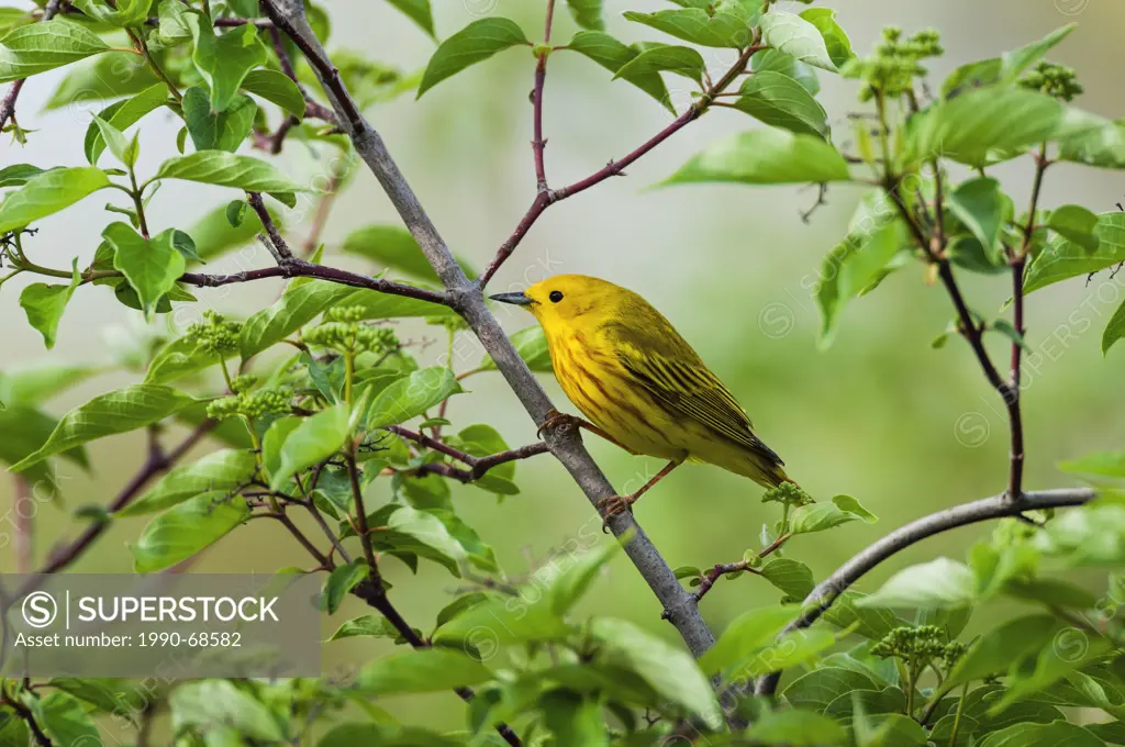 Male Yellow Warbler Dendroica petechia. A common warbler found throughout North America. Spring.