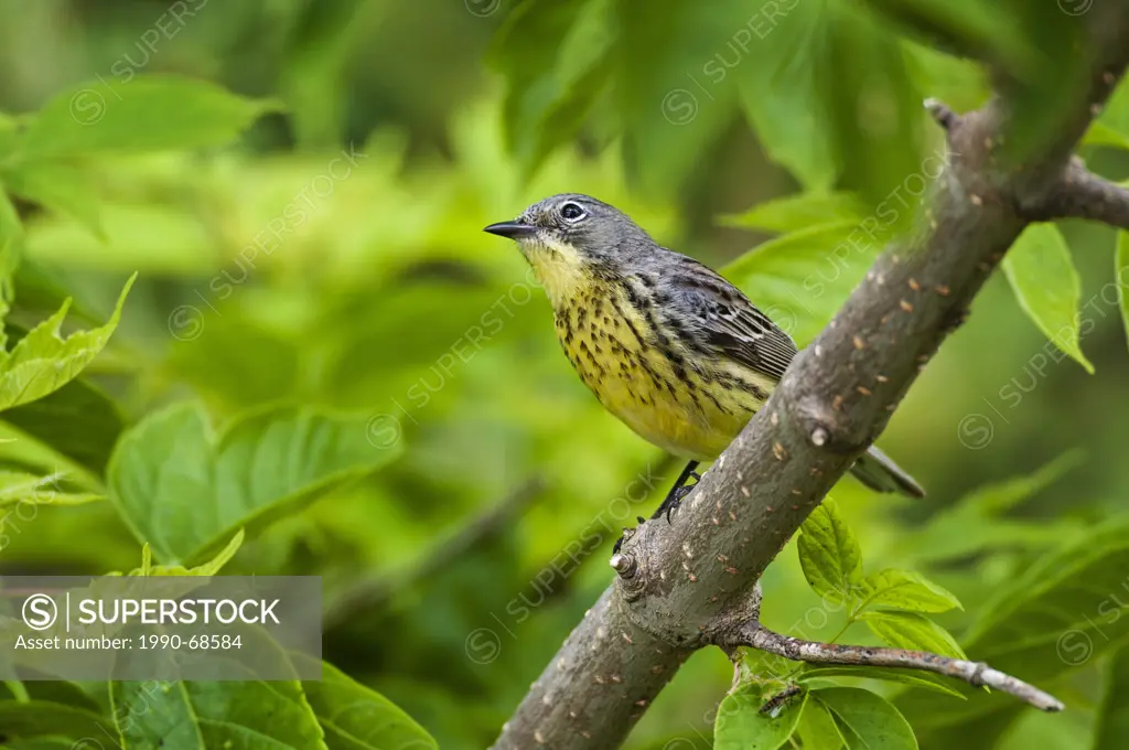 Rare Kirtland´s Warbler female Setophaga kirtlandii . Spring migration. Lake Erie, Ottawa National Wildlife Refuge, Ohio. ENDANGERED SPECIES.